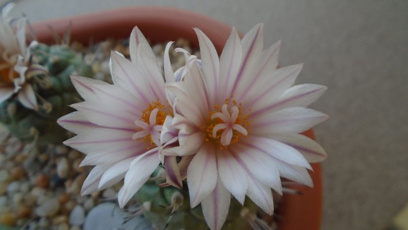 Turbinicarpus hb. - Cactusi 2020 evolutie vara