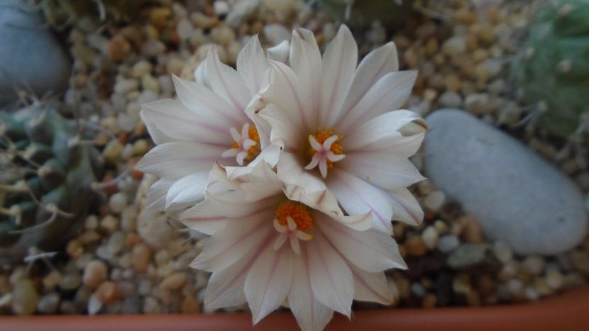 Turbinicarpus hb. - Cactusi 2020 evolutie vara