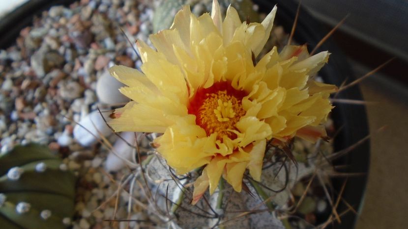 Astrophytum capricorne - Cactusi 2020 evolutie vara