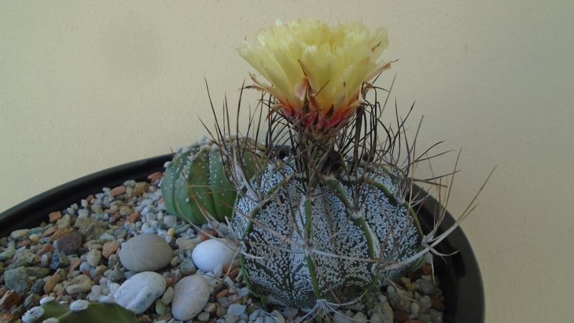 Astrophytum capricorne - Cactusi 2020 evolutie vara
