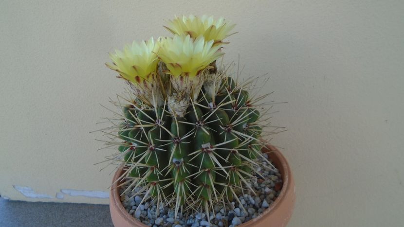 Notocactus submammulosus (Parodia mammulosa) - Cactusi 2020 evolutie vara