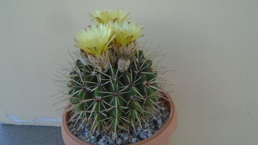 Notocactus submammulosus (Parodia mammulosa) - Cactusi 2020 evolutie vara