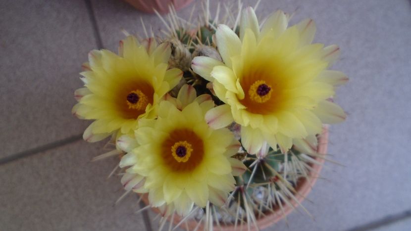 Notocactus submammulosus (Parodia mammulosa) - Cactusi 2020 evolutie vara
