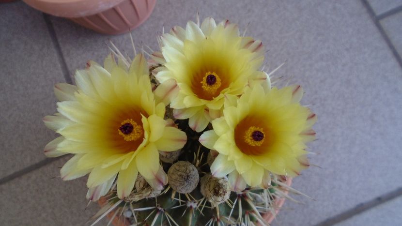 Notocactus submammulosus (Parodia mammulosa) - Cactusi 2020 evolutie vara