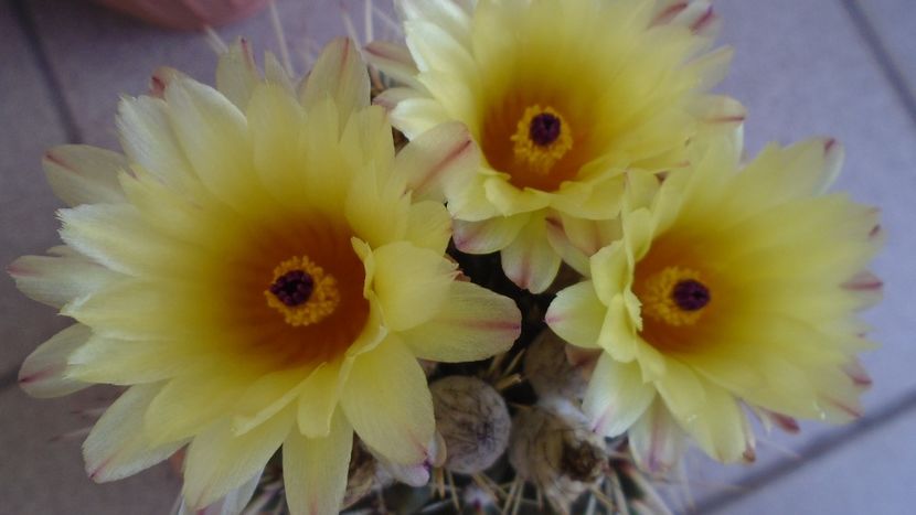 Notocactus submammulosus (Parodia mammulosa) - Cactusi 2020 evolutie vara