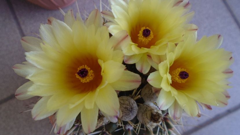 Notocactus submammulosus (Parodia mammulosa) - Cactusi 2020 evolutie vara