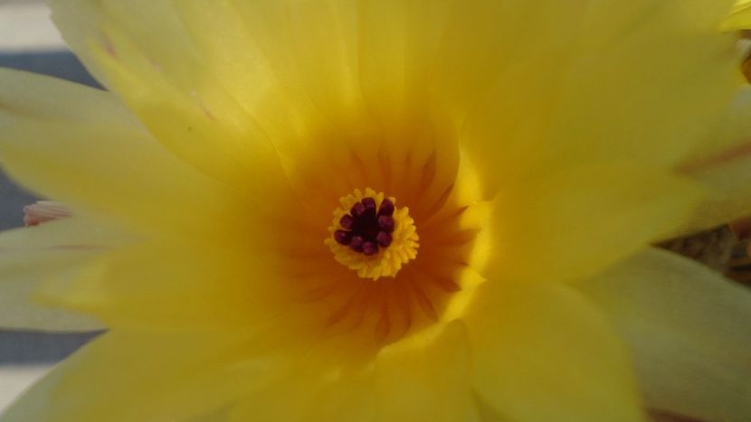 Notocactus submammulosus (Parodia mammulosa) - Cactusi 2020 evolutie vara