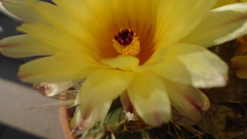 Notocactus submammulosus (Parodia mammulosa) - Cactusi 2020 evolutie vara