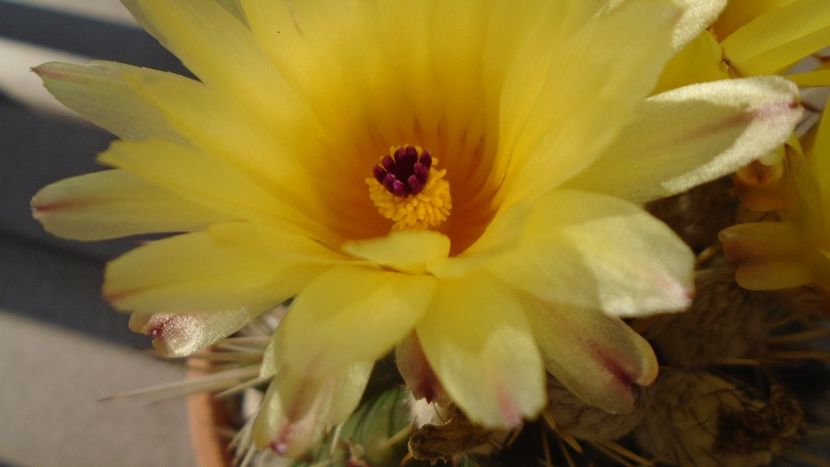 Notocactus submammulosus (Parodia mammulosa) - Cactusi 2020 evolutie vara