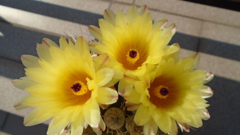 Notocactus submammulosus (Parodia mammulosa) - Cactusi 2020 evolutie vara