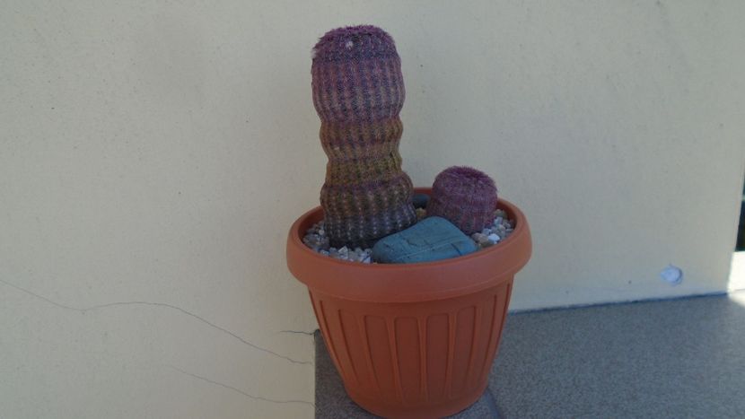 Echinocereus rigidissimus v. rubispinus - Cactusi 2020 evolutie vara