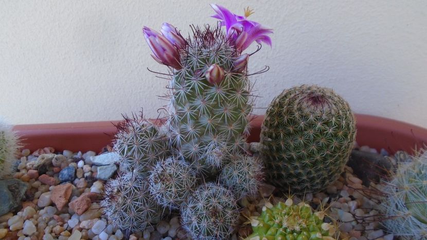 Mammillaria grahamii ssp. sheldonii - Cactusi 2020 evolutie vara