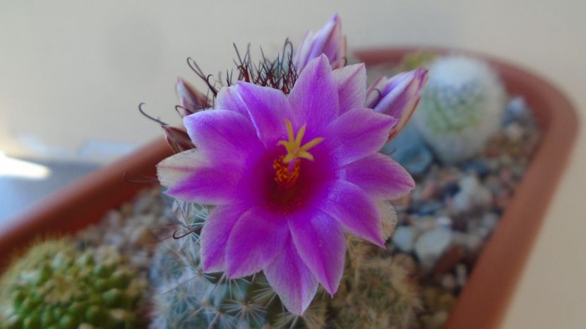 Mammillaria grahamii ssp. sheldonii - Cactusi 2020 evolutie vara