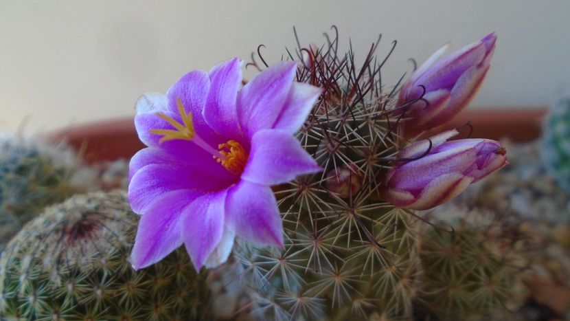 Mammillaria grahamii ssp. sheldonii - Cactusi 2020 evolutie vara