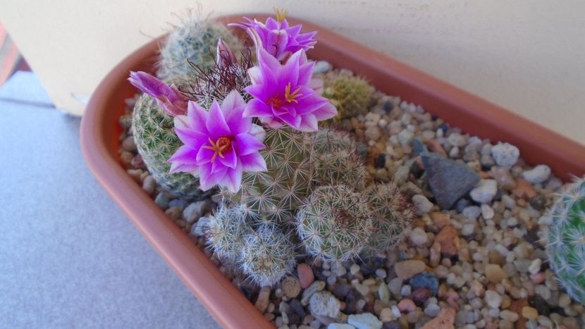 Mammillaria grahamii ssp. sheldonii - Cactusi 2020 evolutie vara