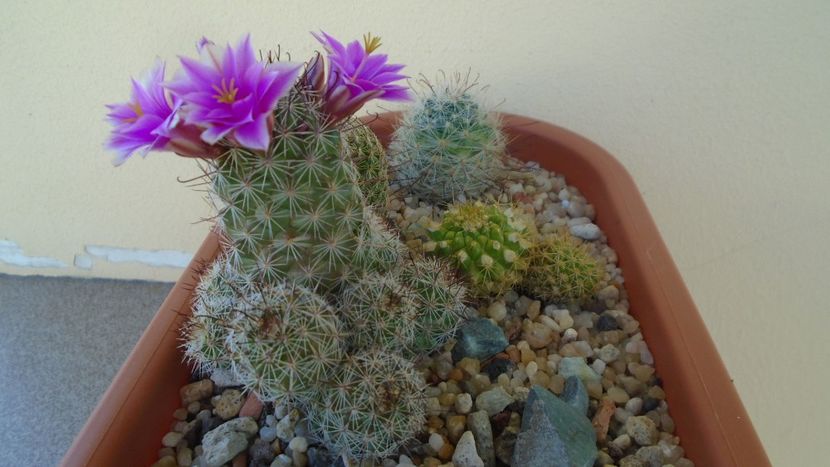 Mammillaria grahamii ssp. sheldonii - Cactusi 2020 evolutie vara