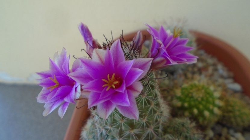 Mammillaria grahamii ssp. sheldonii - Cactusi 2020 evolutie vara