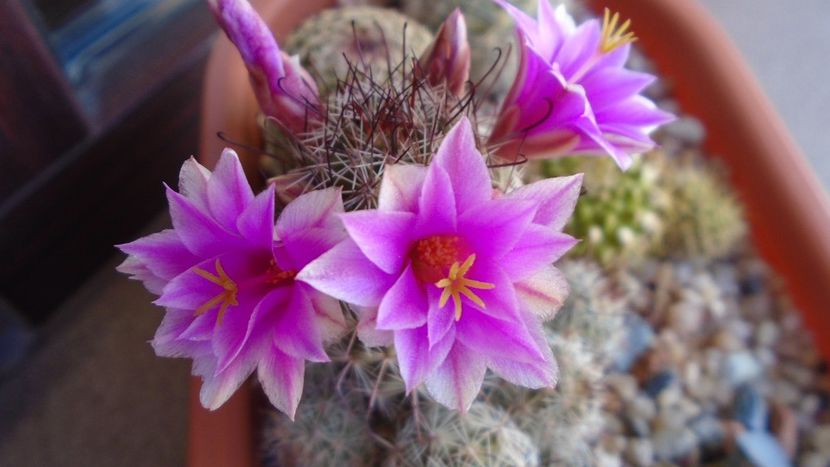 Mammillaria grahamii ssp. sheldonii - Cactusi 2020 evolutie vara
