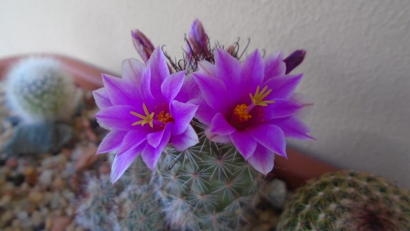 Mammillaria grahamii ssp. sheldonii - Cactusi 2020 evolutie vara