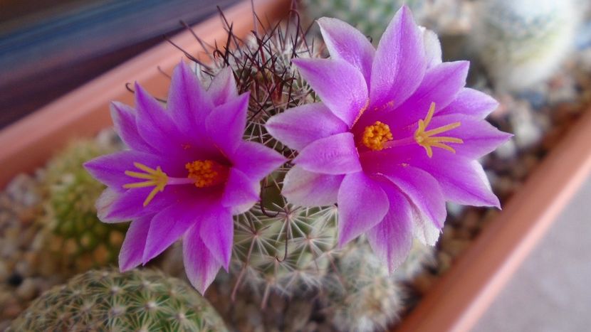 Mammillaria grahamii ssp. sheldonii - Cactusi 2020 evolutie vara