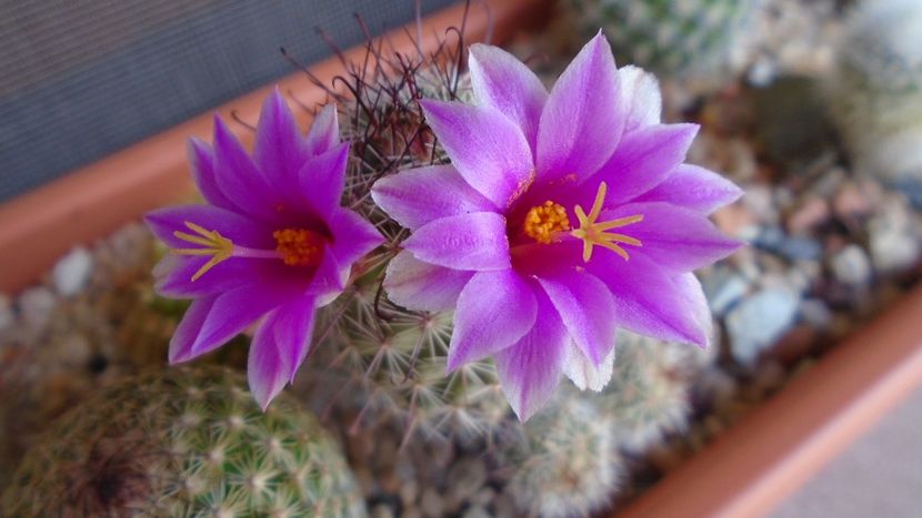 Mammillaria grahamii ssp. sheldonii - Cactusi 2020 evolutie vara