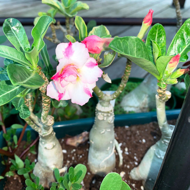  - Jurnalul gradinii 2020