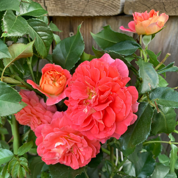  - Jurnalul gradinii 2020