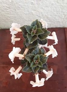  - 001 2021 - White Angel xA