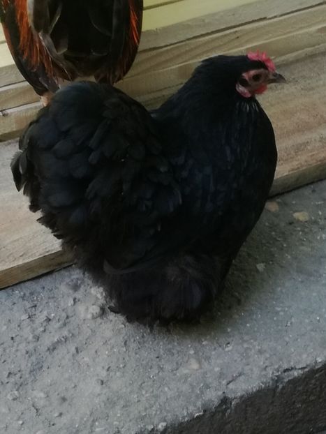 COCHINCHINA PITIC - Conchinchina pitic