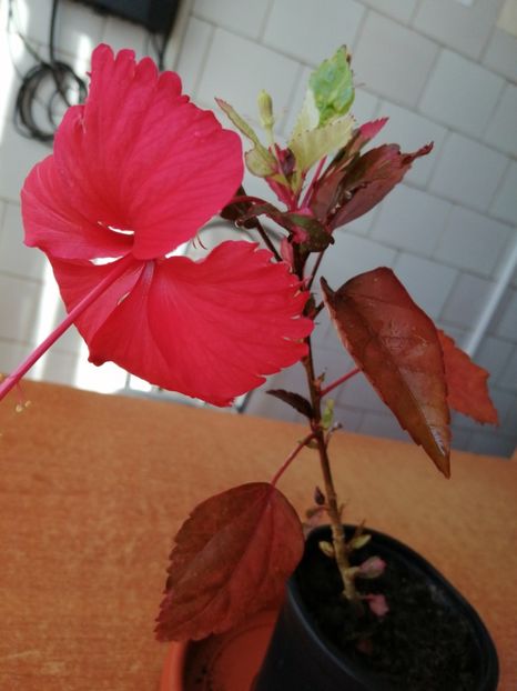  - Hibiscus