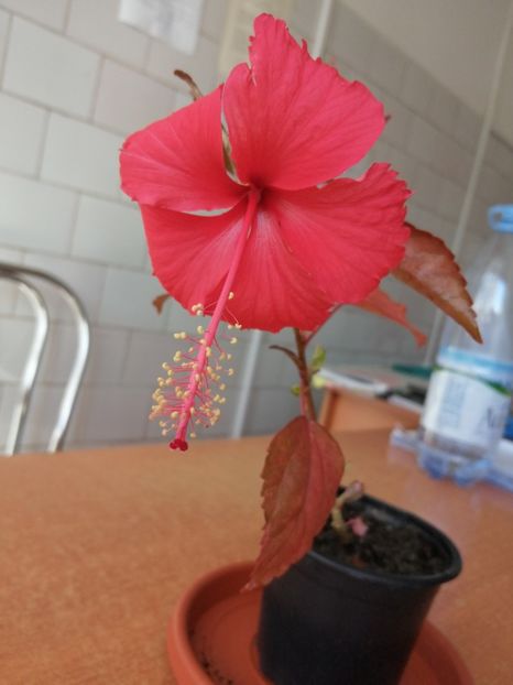  - Hibiscus