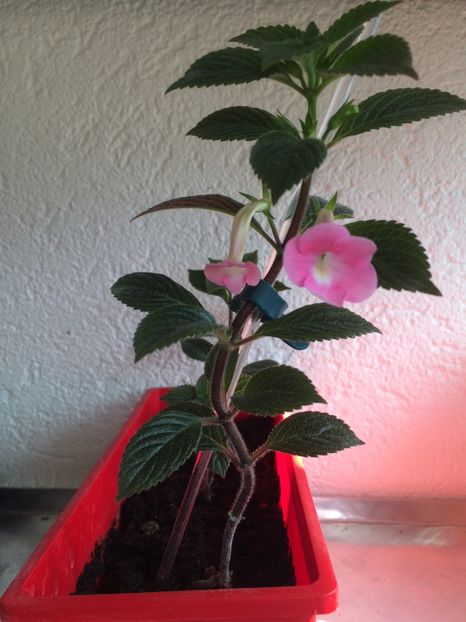 10.07.2020- BriD’s Dornröschen - Achimenes 2020