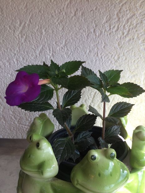 10.07.2020– BriD’s Andrea - Achimenes 2020