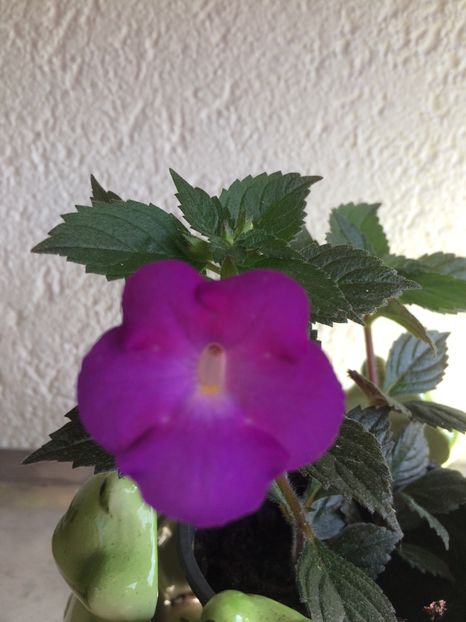 10.07.2020– BriD’s Andrea - Achimenes 2020