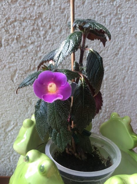 10.07.2020- Oala nr.3 - BriDs Gabriela