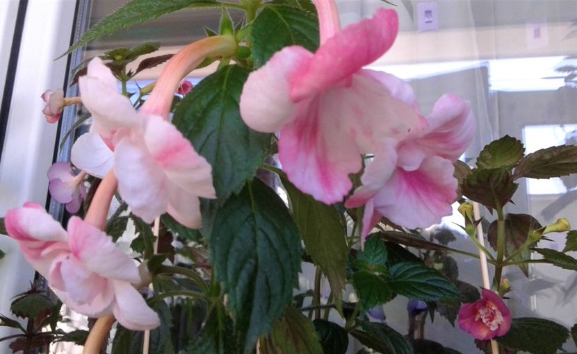  - colectia mea de achimenes 001 2020