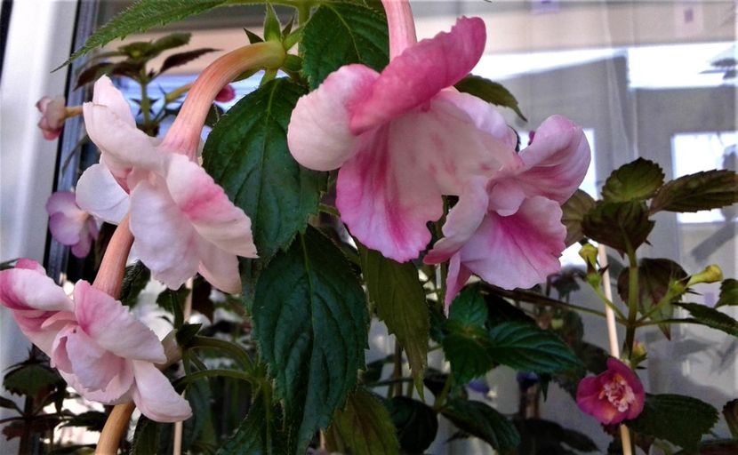  - colectia mea de achimenes 001 2020