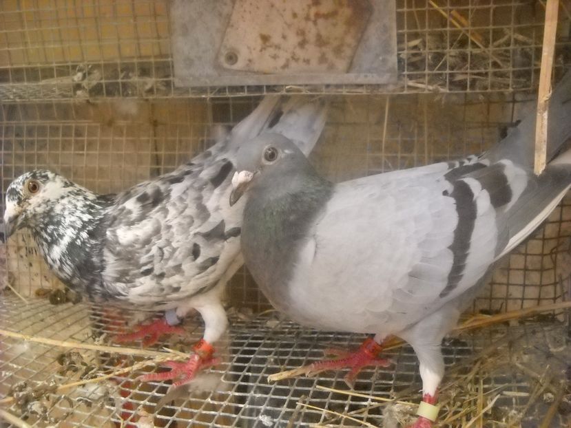  - UNDEVA IN SUCEAVA arhiva