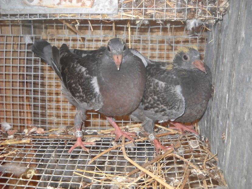  - PORUMBEI VANDUTI 2