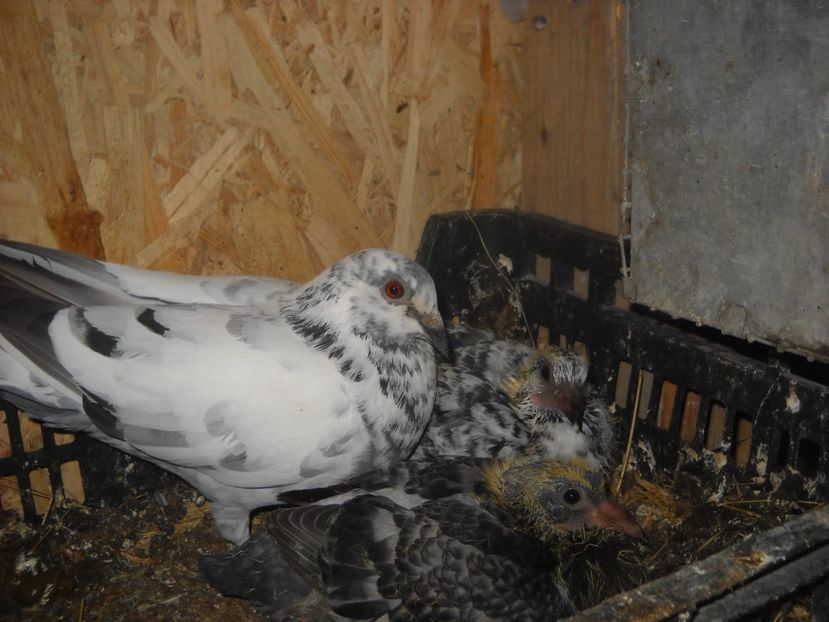  - UNDEVA IN SUCEAVA arhiva