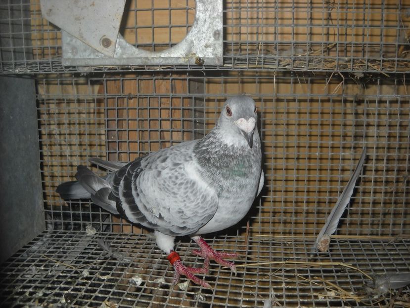  - UNDEVA IN SUCEAVA arhiva