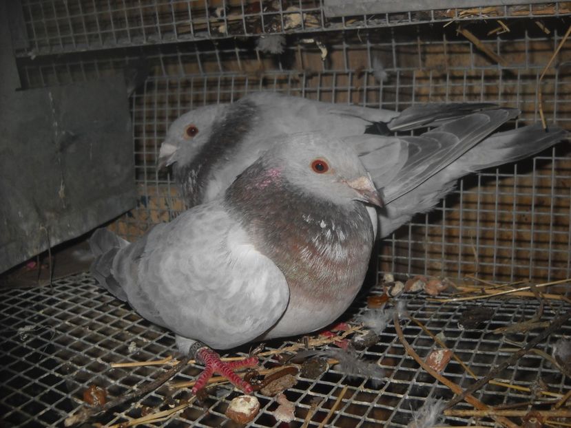  - UNDEVA IN SUCEAVA arhiva