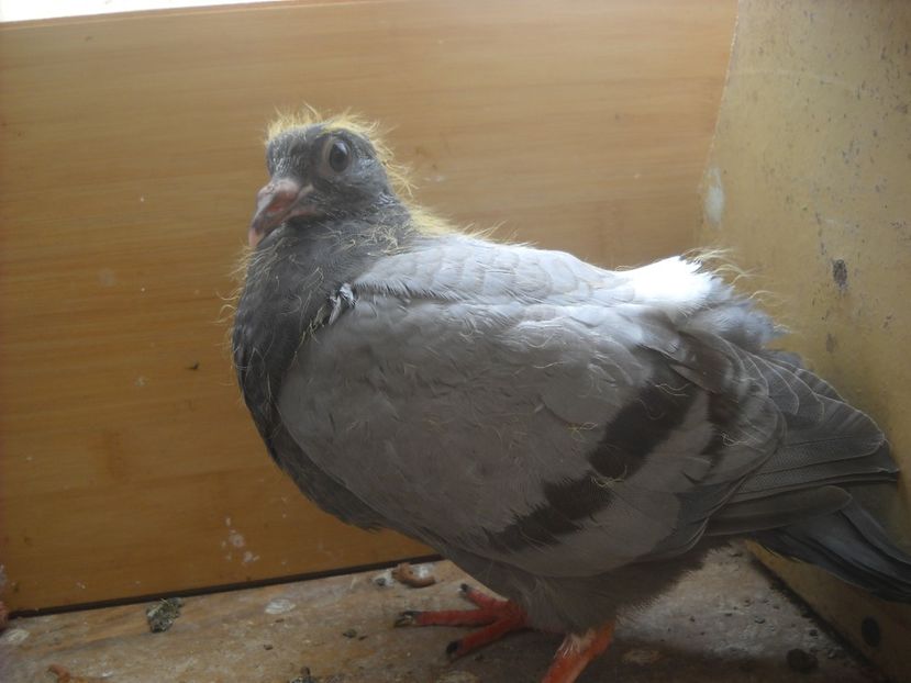  - PORUMBEI VANDUTI 2