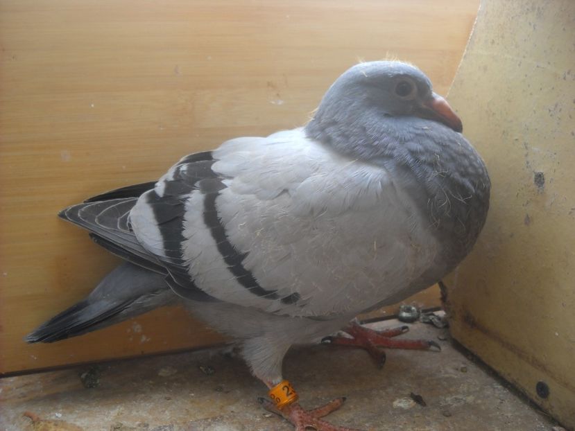  - PORUMBEI VANDUTI 2