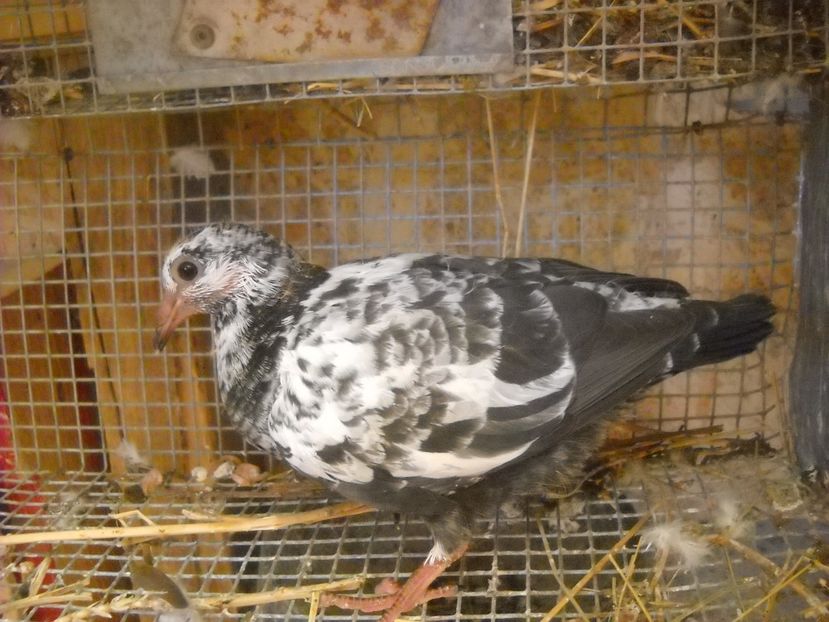  - PORUMBEI VANDUTI 2