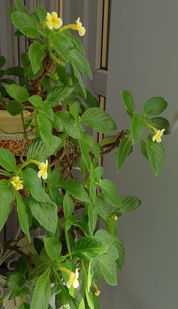  - Alte plante de interior