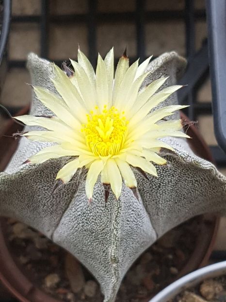 Astrophytum myriostigma columnar - Astrophytum