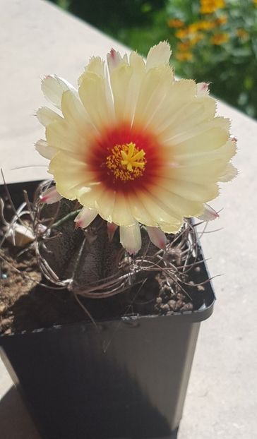 Astrophytum capricorne - Astrophytum