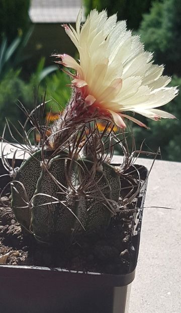 Astrophytum capricorne - Astrophytum