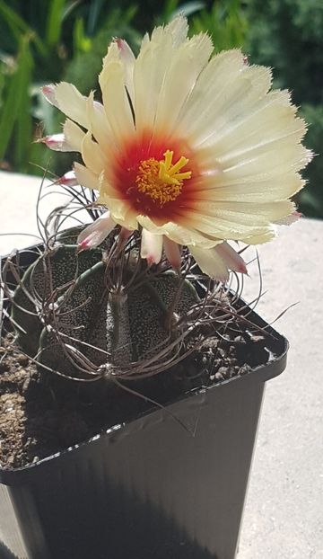 Astrophytum capricorne - Astrophytum